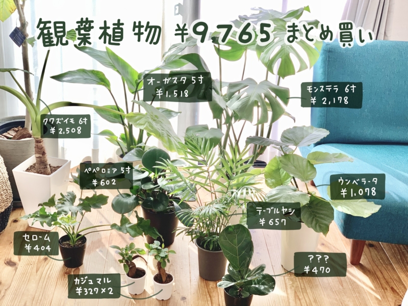 趣味の話 お部屋にグリーンが増えてます 観葉植物に癒される Usanet ウサネット